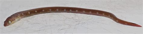 snake fish eel|Ophichthidae .